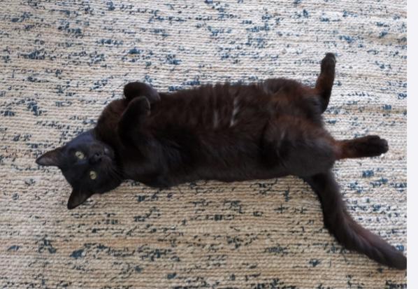 Babou
