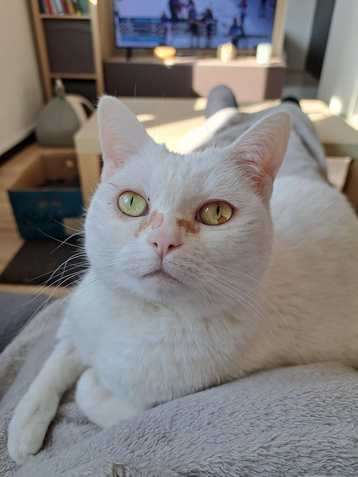 Cleo