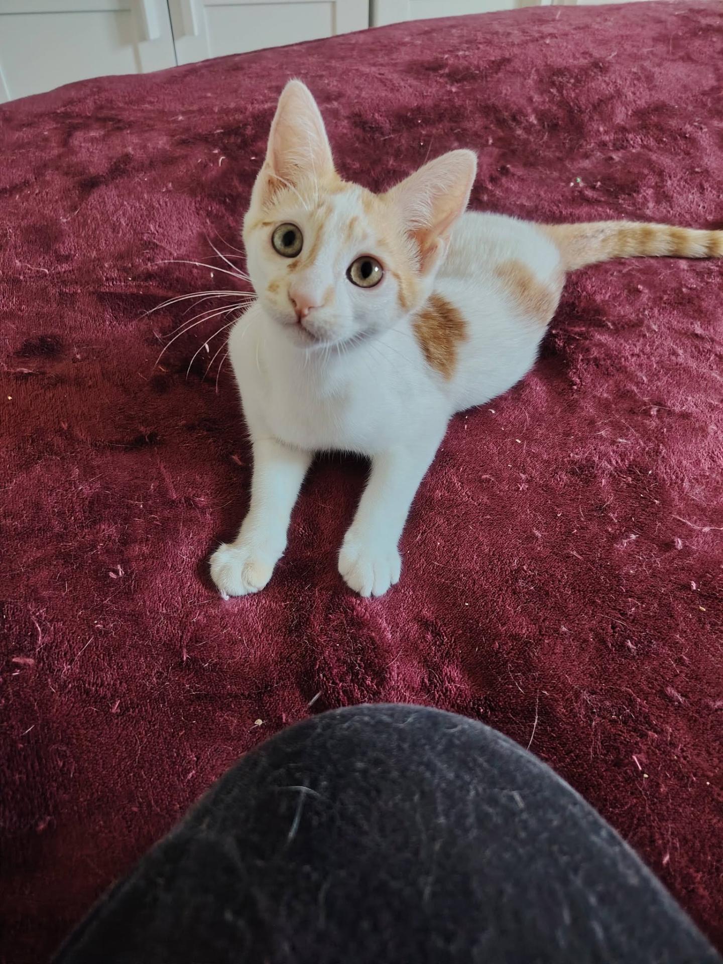 Juno