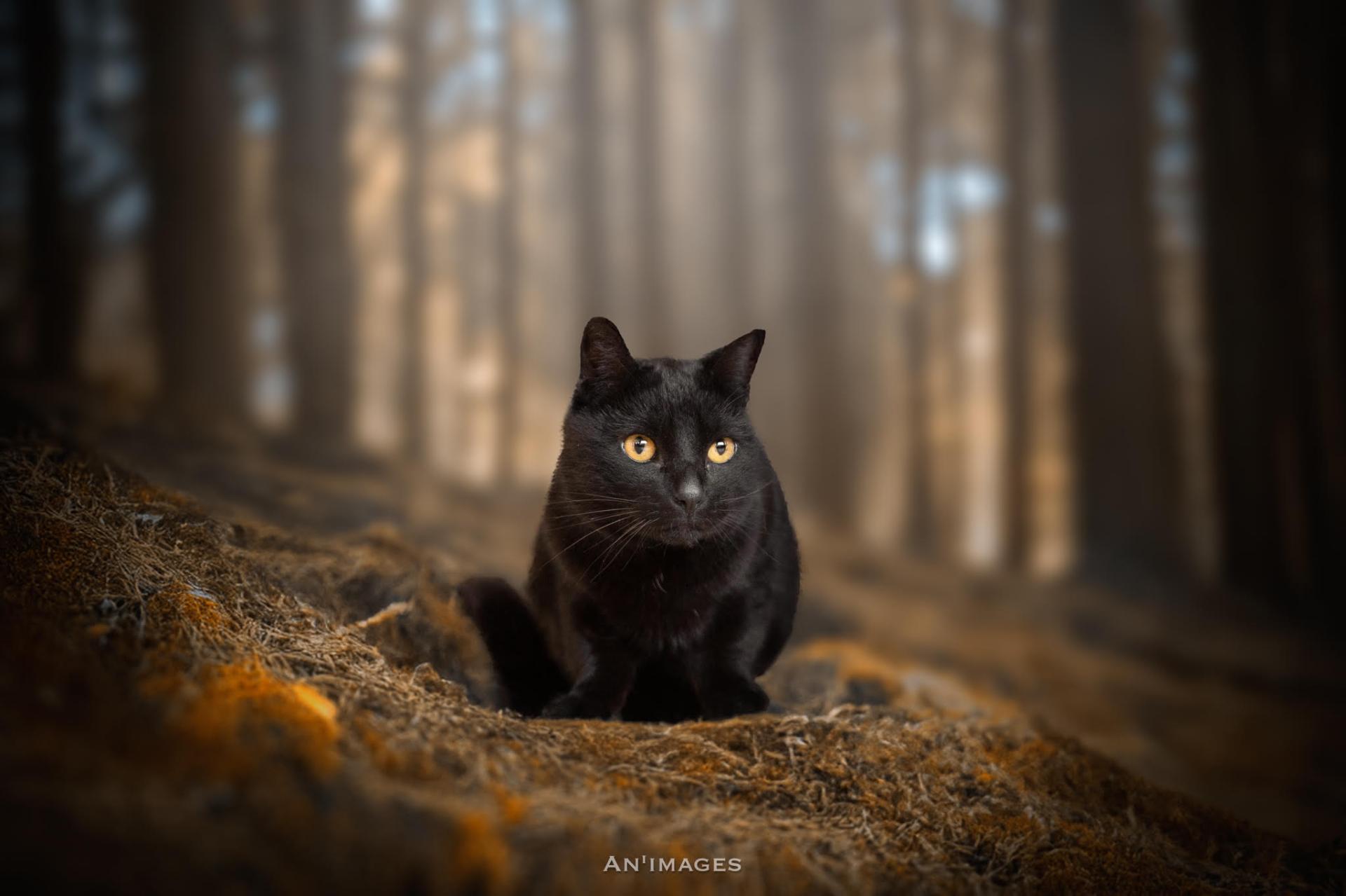 Pilou photo